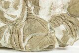 Ordovician Trilobite (Xenasaphus) Mortality Plate - Russia #368622-1